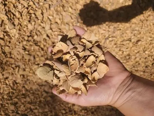 Mano con cáscara de almendra recién partida