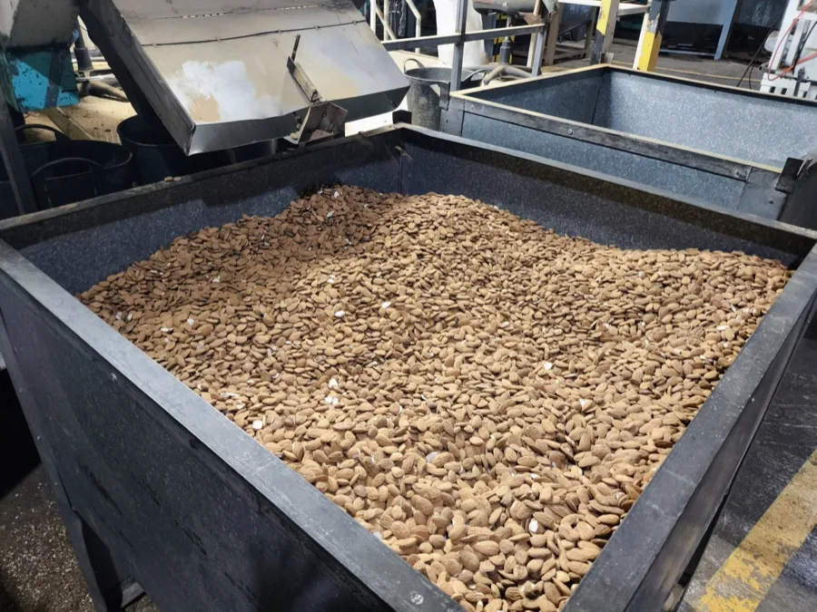 Almendra en cáscara en la tolva de recepción