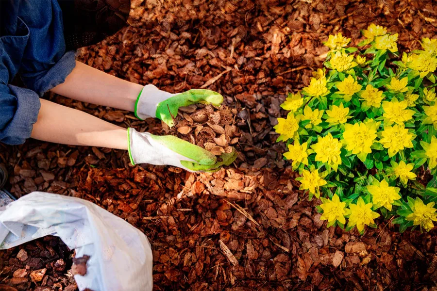 Acolchado de cáscara alrededor de plantas