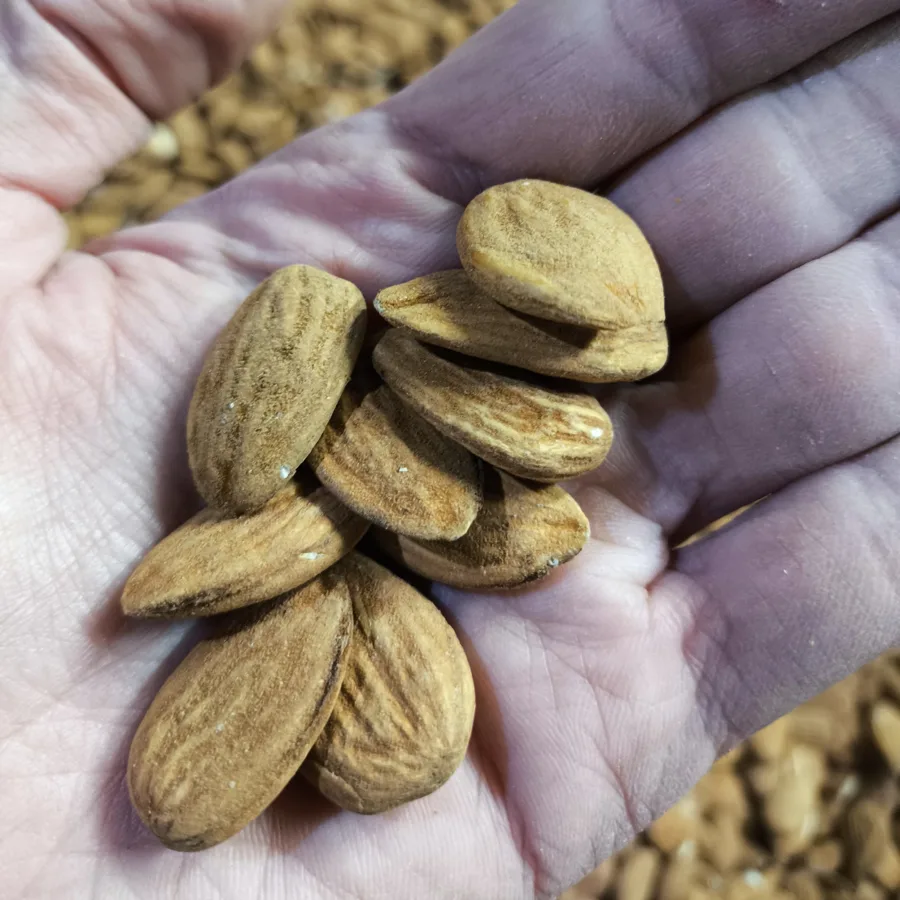 Mano con almendras en cáscara